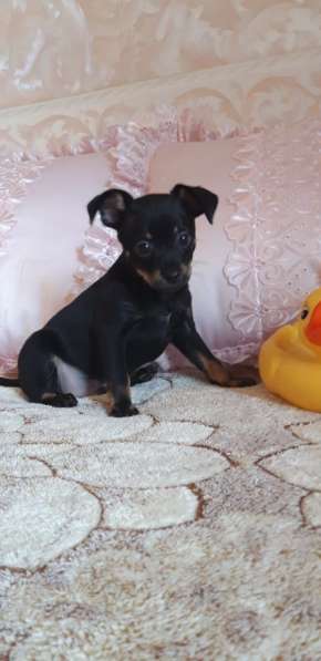 Тойчик мальчик