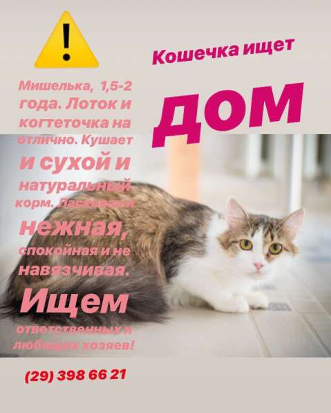 Кошечка в дар в 