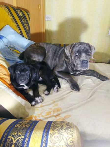 Щенки кане-корсо в Феодосии фото 10