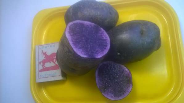 Фиолетовый картофель продам