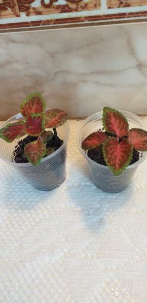 Колеус (крапивка) в Севастополе фото 4