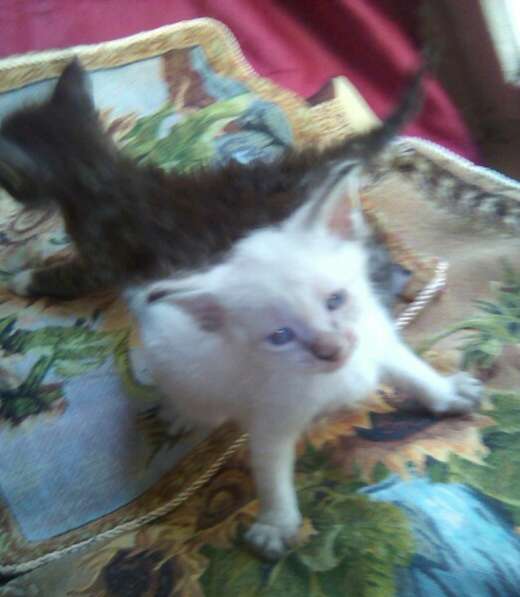 Элитный кудрявый котенок Герман-Рекс мальчик в Санкт-Петербурге фото 41