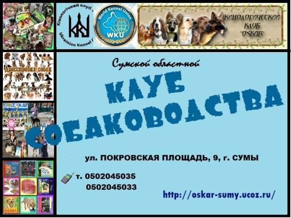 Приглашаем в клуб собаководства в фото 4