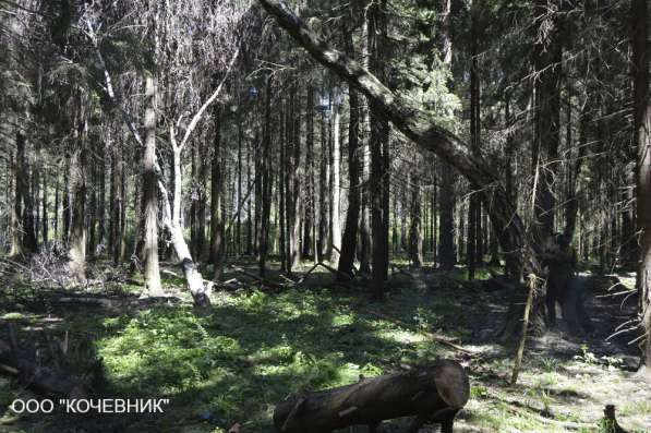 Удаление деревьев в Воронеже и Воронежской области в Воронеже