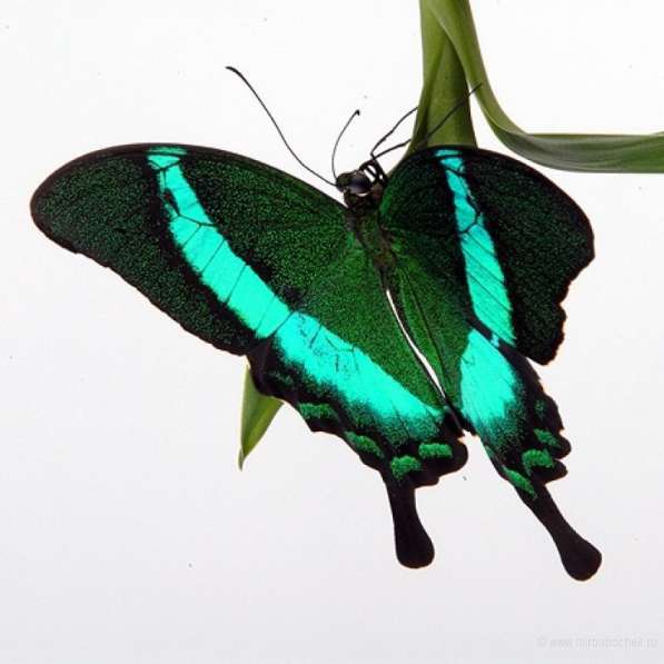 Живая бабочка к 8 марта! в Анапе фото 6