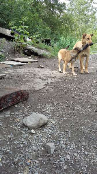 Щенки ищут хозяина в Красноярске фото 5