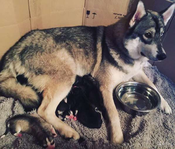 Продаются щенки Сибирской Хаски в Тюмени фото 12