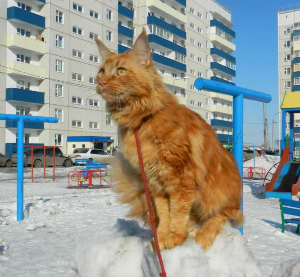 Продается котенок мейн-кун в Красноярске