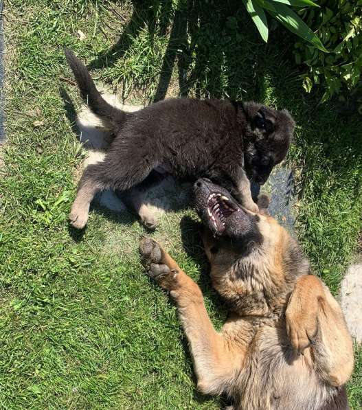 Щенки ВЕО с документами в Санкт-Петербурге фото 46