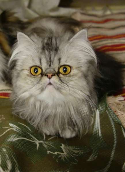 Экстремальная голубая персидская кошка от Интэр Чемпиона