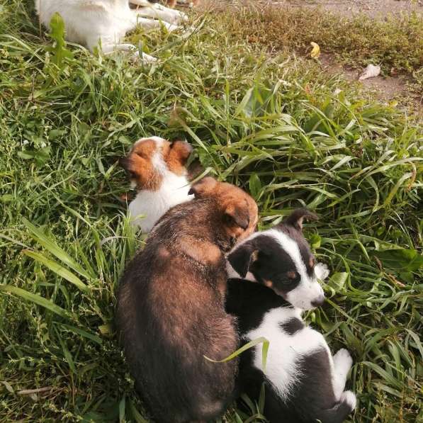 Щенки мальчики в Москве фото 3