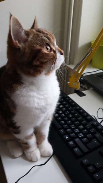 Кошка шотландская в фото 3