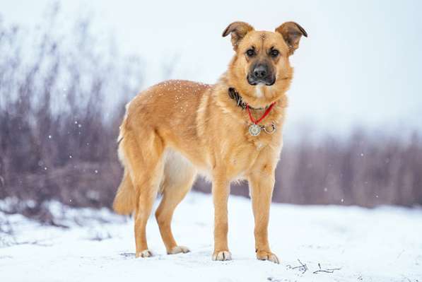 Ласковое солнышко Зита, молодая домашняя собачка в дар в Москве фото 3