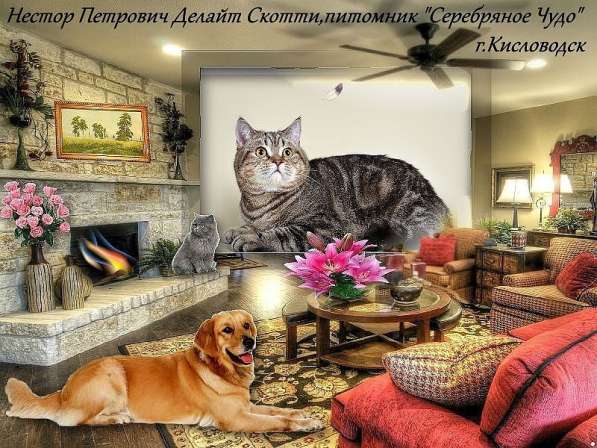 Продам продажа Кот-производитель в Кисловодске в Кисловодске
