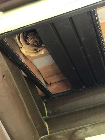 Уничтожение насекомых тараканы/клопы/осы/крысы/мыши/кроты в Москве фото 13