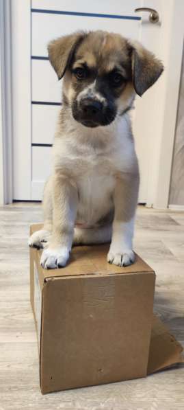 Красавица в дар