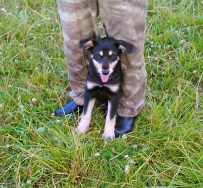 Отдам даром щенки в Санкт-Петербурге фото 4