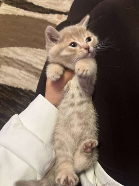 Котята в Кемерове фото 4
