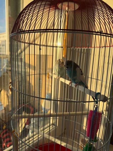 Волнистый попугай с клеткой в Хабаровске