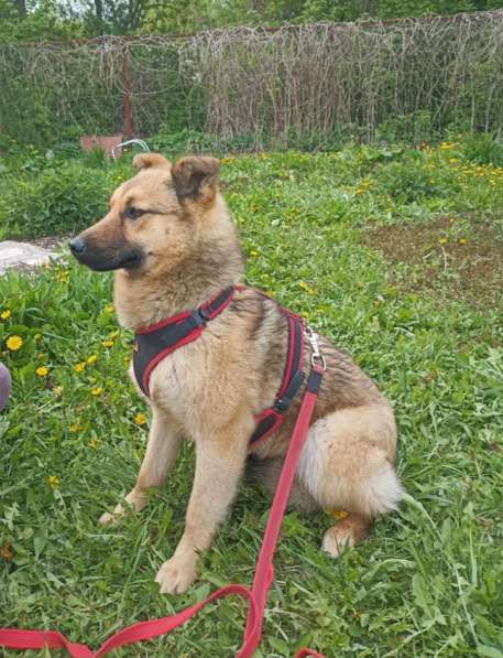 Щенок подросток Тёма ищет дом и семью в Москве фото 5