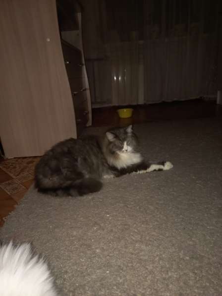 Кот сибиряк,4 года в Новосибирске фото 48