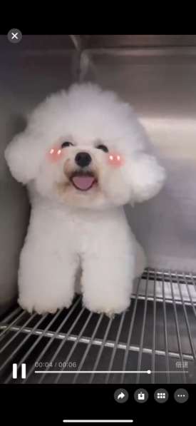 比熊宝宝找家 в Москве