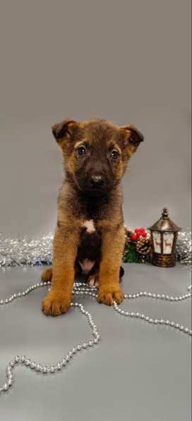 7 очаровательных щенят в дар в Москве фото 11