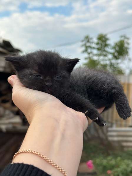 Отдам в добрые руки в Азове