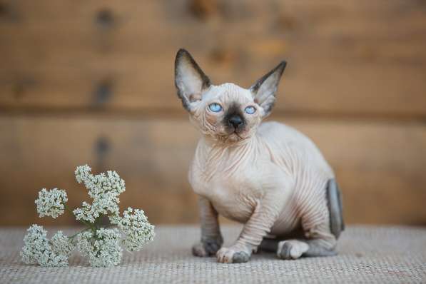 Питомник канадских сфинксов, эльфов, бамбино в Самаре фото 8