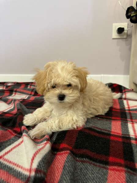 Продам мальтипу в Екатеринбурге фото 3