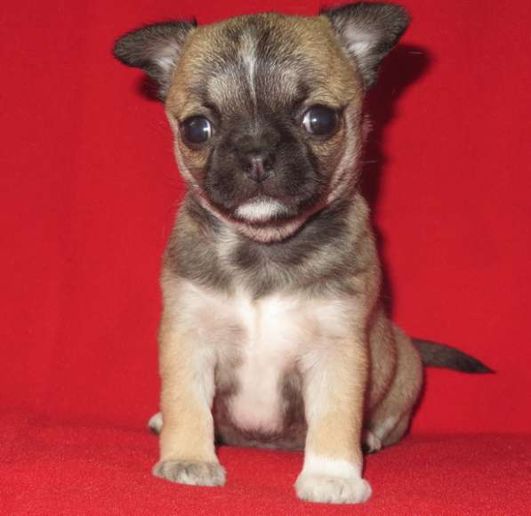 Чихуахуа супер шоу девочка в Санкт-Петербурге фото 7