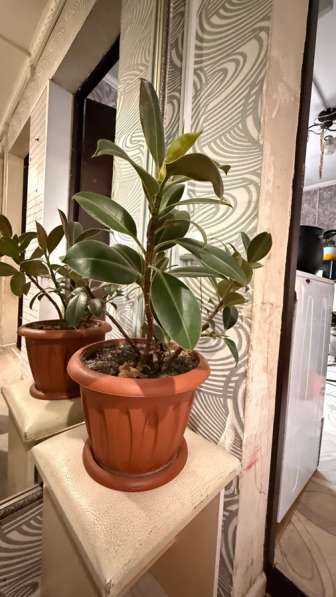 Цветы, каждый по 300₽ в Абакане фото 4