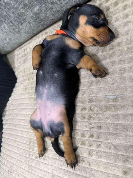 Щенята стандартной таксы в Москве фото 7