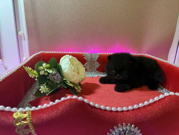 Щенки померанского шпица в Москве фото 3