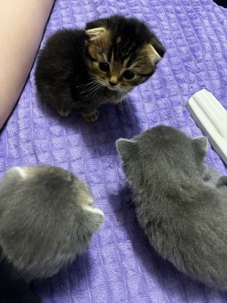 Шотландские котята