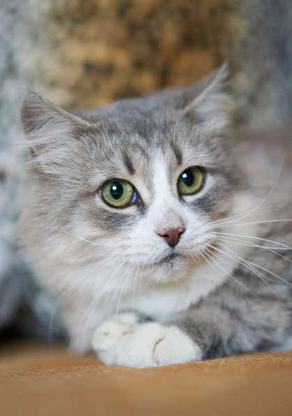 Шикарная кошка ищет дом в Москве