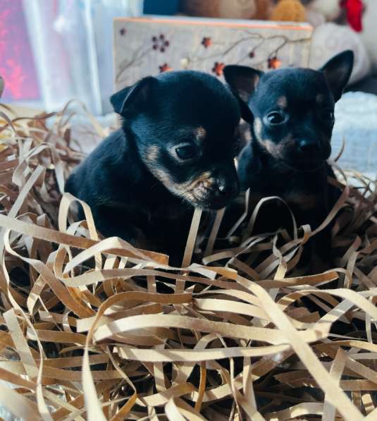 Той-терьер в Уссурийске