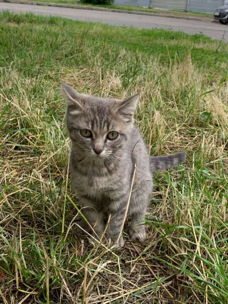 Маленький котёнок, мальчик