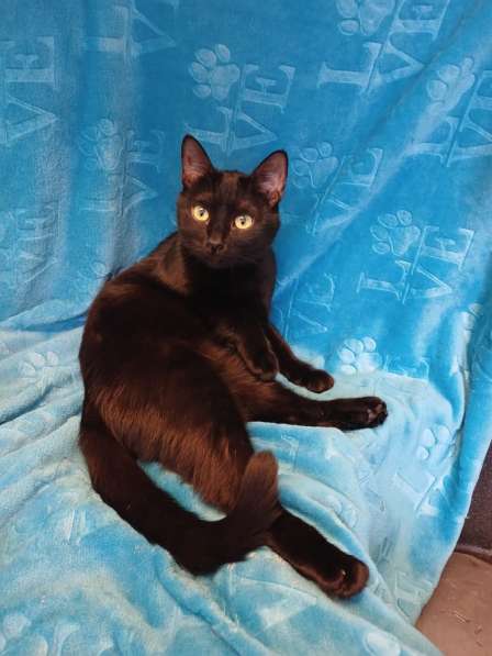 Весёлая чёрная кошечка с добрым сердцем в Санкт-Петербурге фото 6
