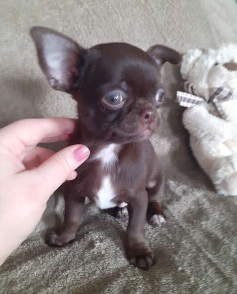Шоколадный маленький щенок чихуахуа. РКФ Возможна доставка в Ейске