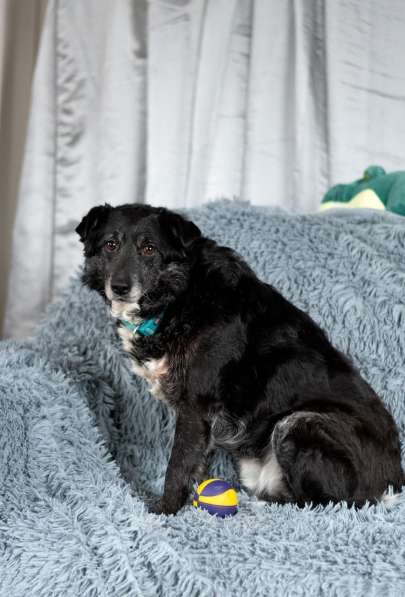 Пушистый Дедуля мечтает стать домашним в Москве фото 6