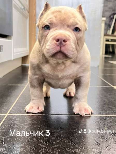 Амбулли в фото 4