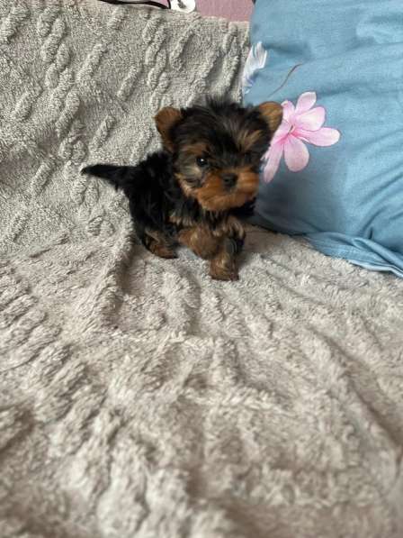 Йоркширский терьер в Уссурийске фото 4