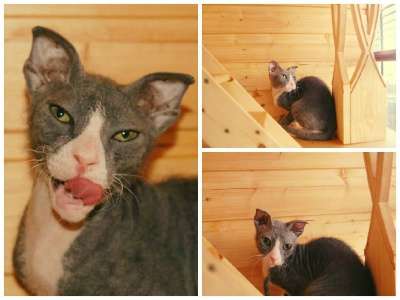 Профессиональный питомник SOUMBIKE предл в Санкт-Петербурге фото 4