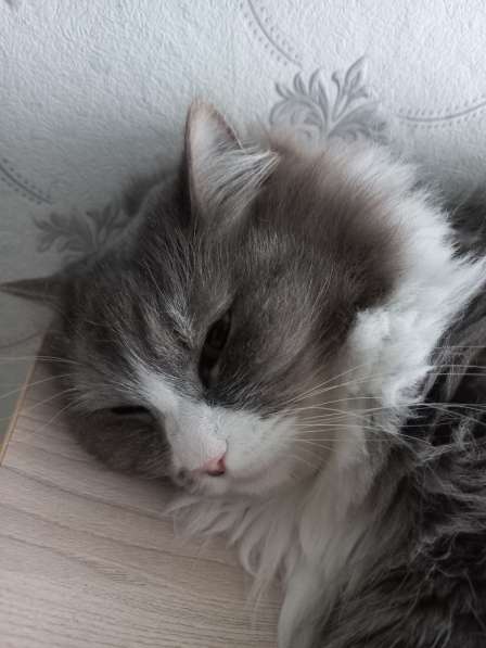 Кот сибиряк,4 года в Новосибирске фото 50