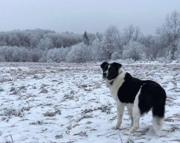 Белый Бим чёрное ухо в Москве