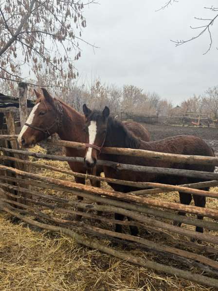 Продается лошадь с жеребенком
