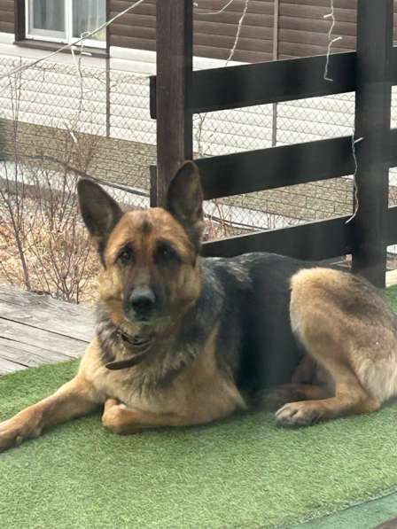 Животные собаки в Владивостоке