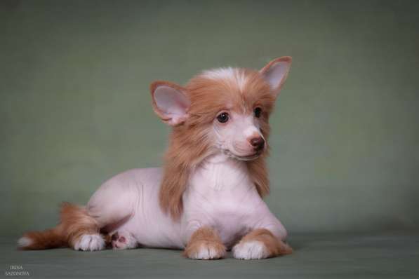 Голая девочка КХС