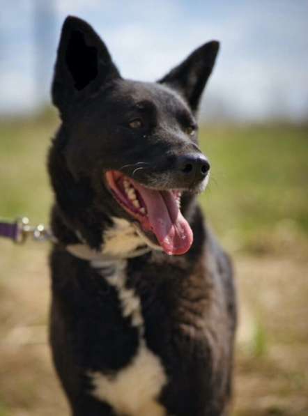 Ищем дом для спасенной доброй собаки Багиры